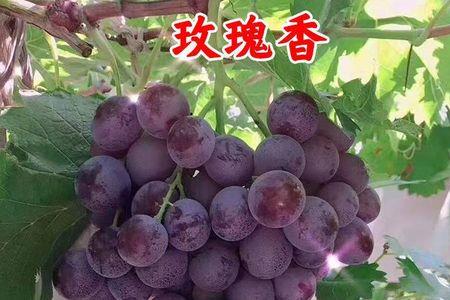 玫瑰香葡萄适合哪里种