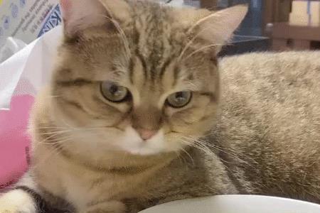 为啥猫可以吃柚子