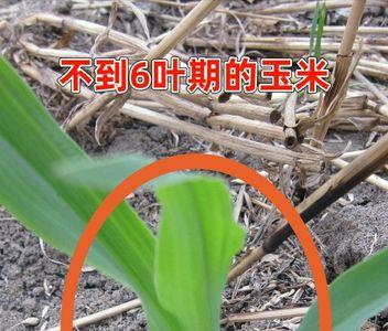 玉米12叶时一般高度多少