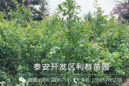 山东石榴树苗靠谱吗
