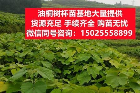 桐树大面积种植间隔多少为宜
