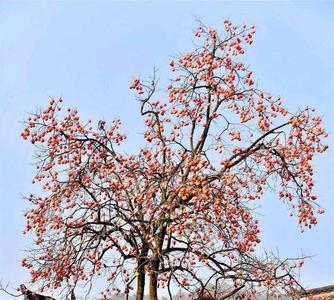 柿子树为什么侧枝不能比主枝强