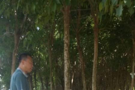 罗威纳配狼青长大什么样子