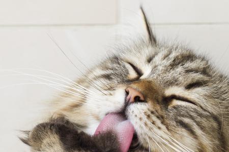 猫的哪些行为证明有脏东西