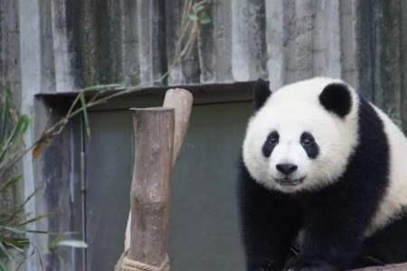 一只熊猫重120什么单位