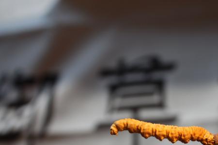 冬虫不与夏草语冰的意思