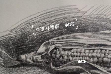 素描玉米叶画法