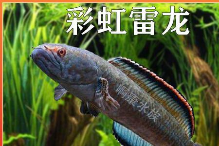 野生七彩雷龙鱼和人工七彩区别