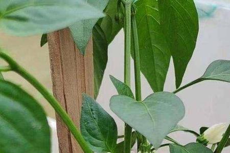 辣椒如果温度合适能一直生长吗