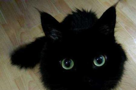 孟买猫和纯黑的土猫有啥区别