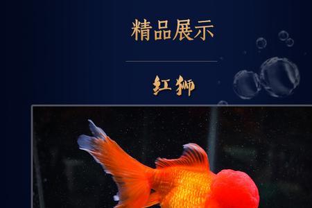 红国狮金鱼多久长大