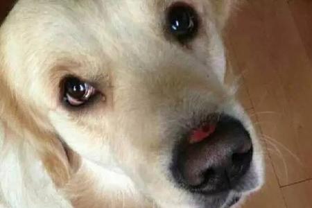 为什么有的狗鼻子是分开的