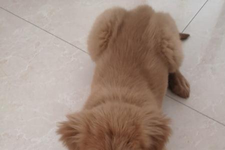 金毛小时候尾巴直的还是卷的