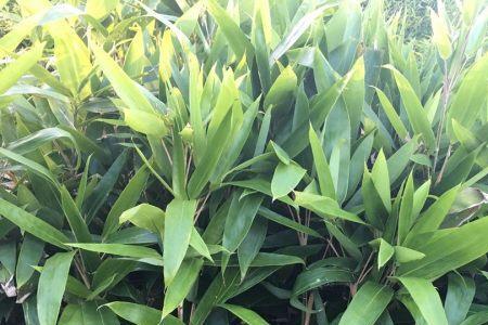 箬竹种植怎样才能杆粗叶大