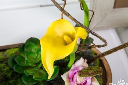 马踏甲花的培植