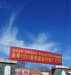 东单3318品种介绍