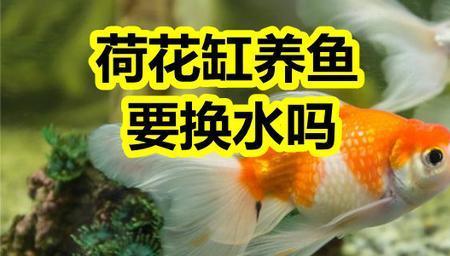 荷花养鱼用加氧气吗