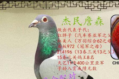 詹森黄眼信鸽特点