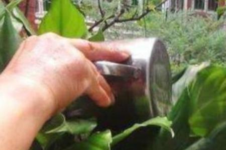 起泡酒能浇花