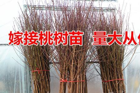 华北地区桃树嫁接时间