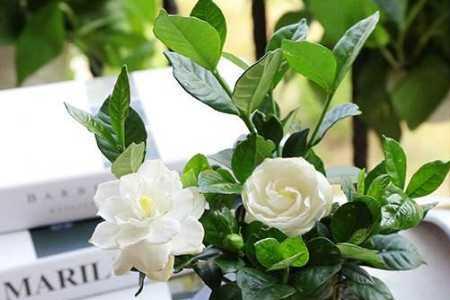 冬天怎么养栀子花
