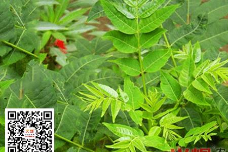 香椿树长虫子怎么办