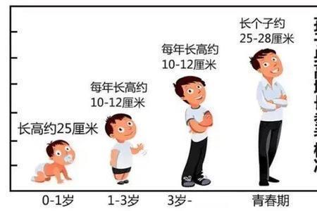 人为什么会长高