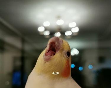 玄凤舌头上的白点是什么