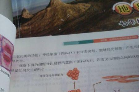 什么是上皮细胞生长与分化