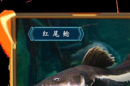 花骨鱼喜欢在深水还是浅水
