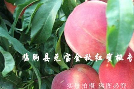 金秋红蜜和中秋红蜜哪个品种好