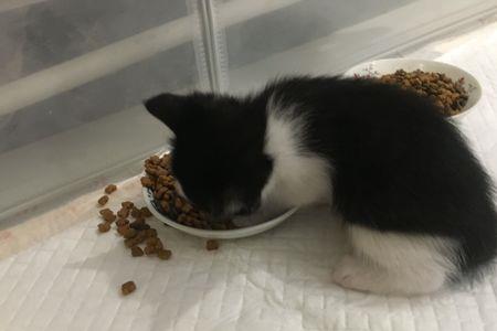 猫粮可以用开水拌着吃吗