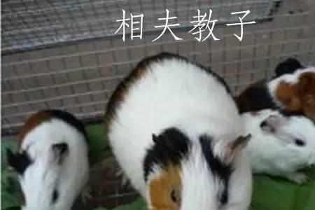母豚鼠和公豚鼠可不可以一起住