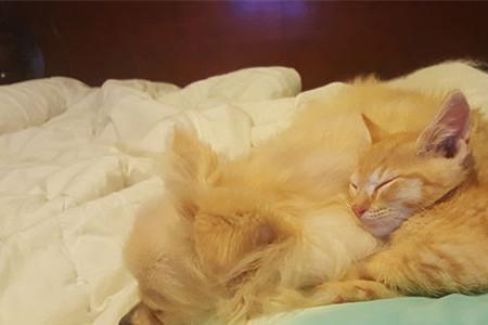 小猫去世了怎么安慰