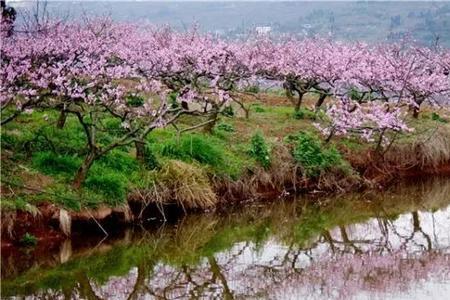 世外桃花是什么意思