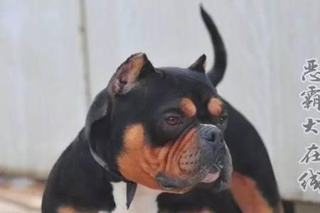 恶霸犬断尾有用吗