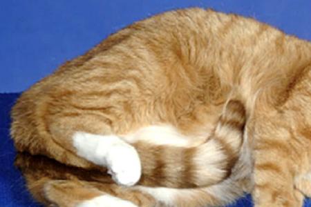猫咪的尾巴怎么短了一截