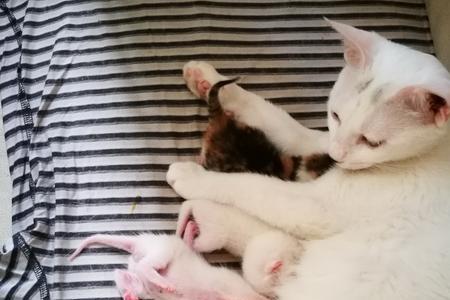 母猫几岁后不能生小猫