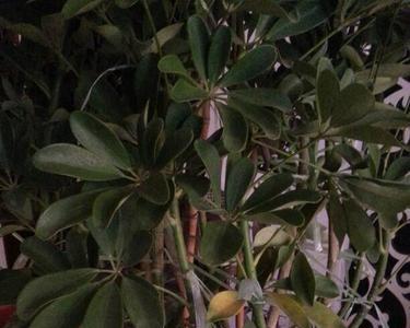 家里的植物死啦又活啦怎么回事