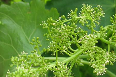 芸苔素能防落花落果吗