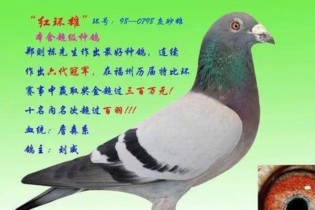 鸽子脚上红环和绿环区别