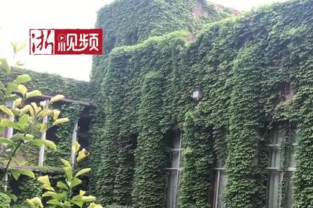 爬山虎为什么不能用火烧