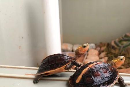 黄缘闭壳龟家庭养的好处