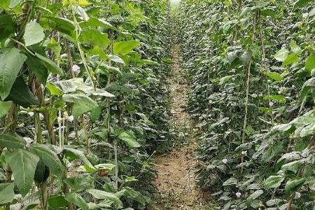 河南省四季豇豆种植时间和方法
