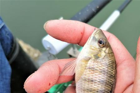 海陵岛深有那些鱼钓