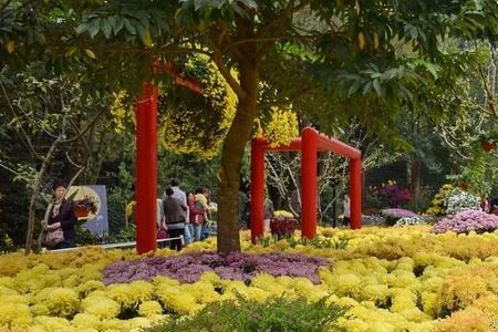 2022杭州植物园菊花展几号开始