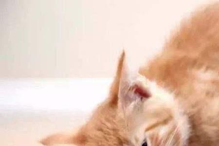 猫咪能吃猪肉的哪个部位