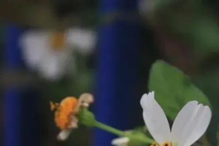 从容且坚定是什么意思
