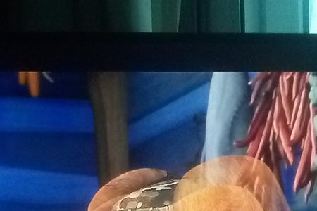 光头强拥有动物能力的是哪一集