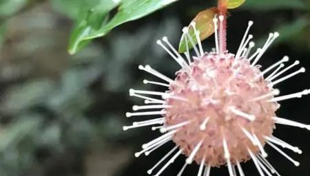 水杨梅水培根部需要洗干净m